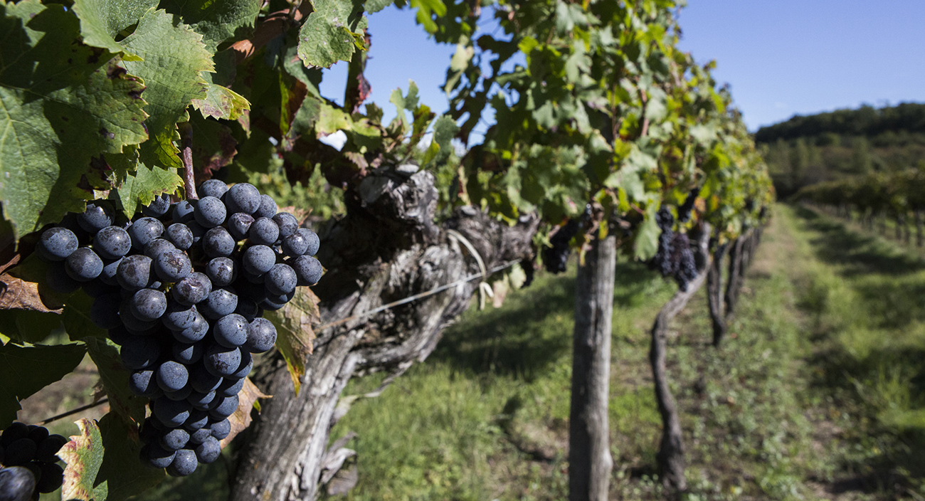 Our red wines, the vineyard